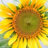 SunflowerCash