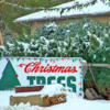 christmas-tree-lot