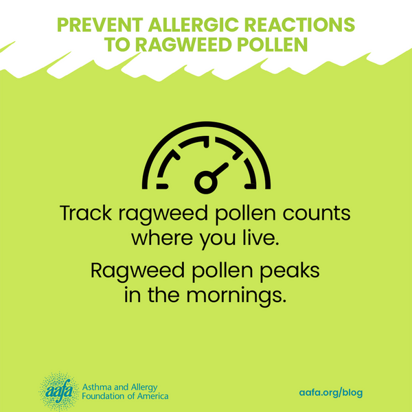 ragweed-pollen-allergy-prevention-ragweed-peaks-in-morning-SM