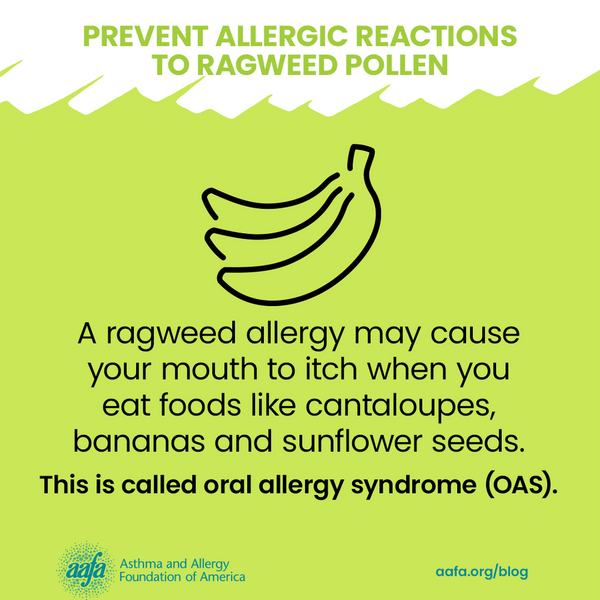 ragweed-pollen-allergy-prevention-may-cause-itchy-mouth-oas-SM