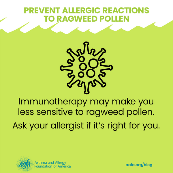 ragweed-pollen-allergy-prevention-immunotherapy-SM