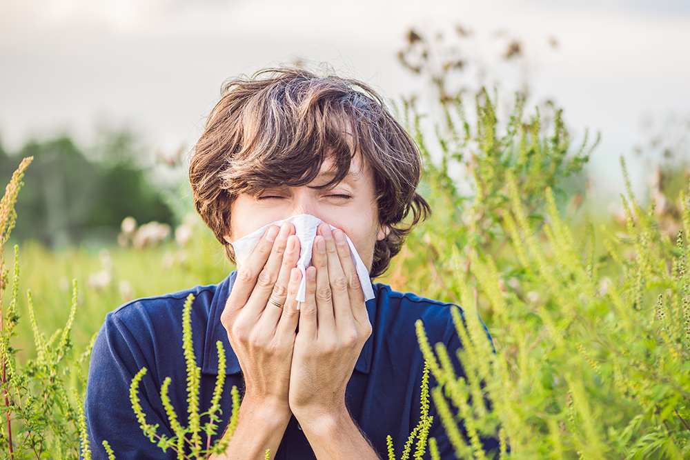 7 Things You May Not Know About Ragweed Pollen Allergy | Asthma and Allergy Foundation of America