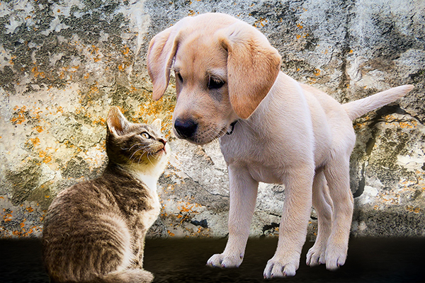 A picture of a dog and a cat
