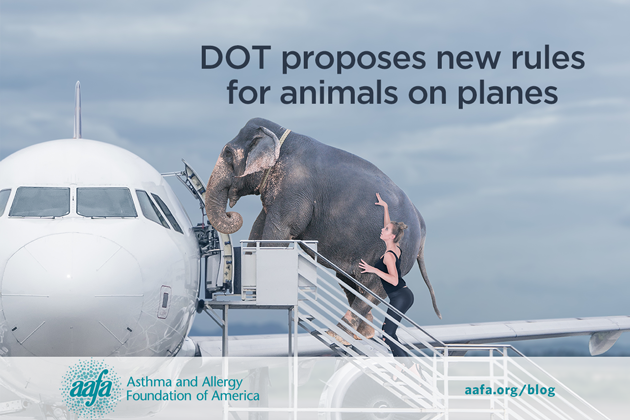 DOT Proposes New Rules for Animals on Planes | Asthma and Allergy  Foundation of America