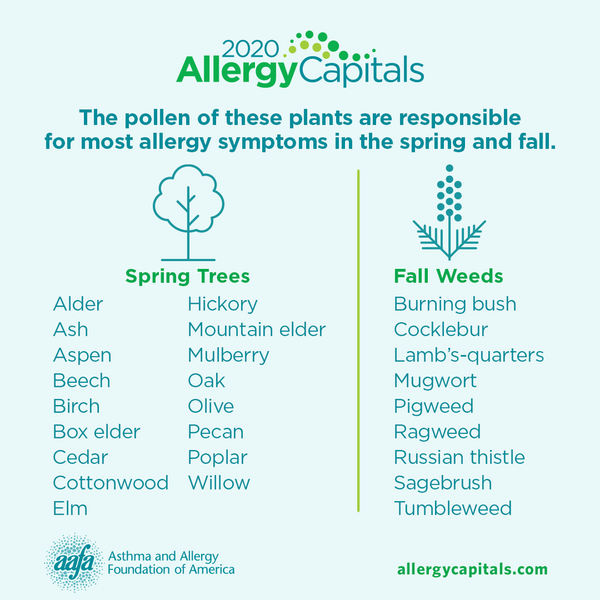 Plants that cause spring and fall pollen allergies