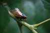 If You Have a Shellfish Allergy, Don’t Eat Cicadas No Matter How Tasty They May Look