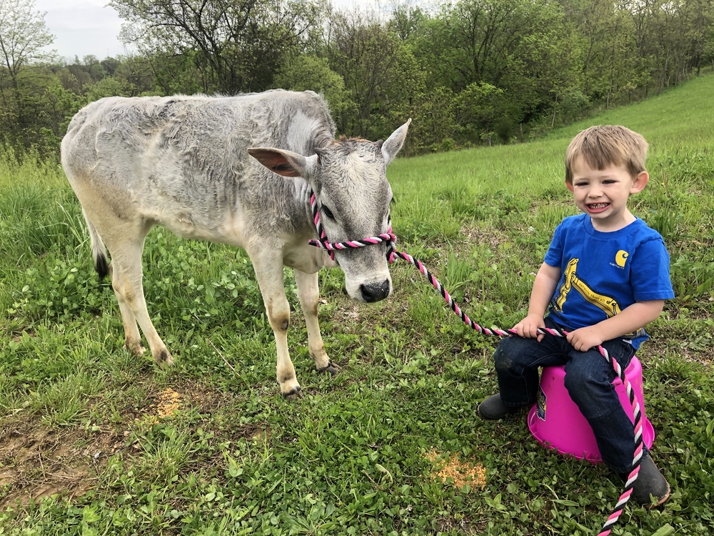 Grayson and his Miniature Zebu heifer Summer